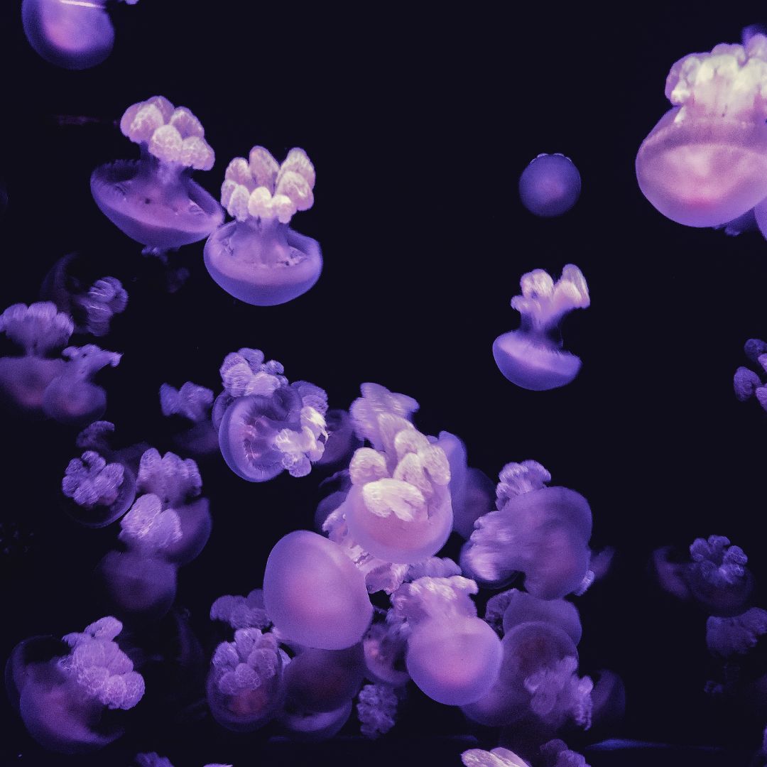 a Swarm of jellyfish